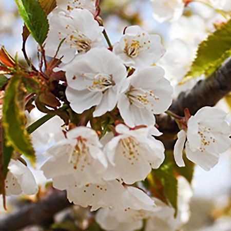 Aroma De Primavera En Casas Rurales Acebuche Casas del Monte ภายนอก รูปภาพ