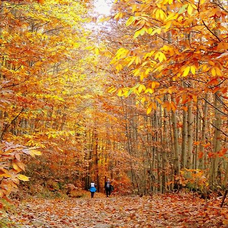 Aroma De Primavera En Casas Rurales Acebuche Casas del Monte ภายนอก รูปภาพ