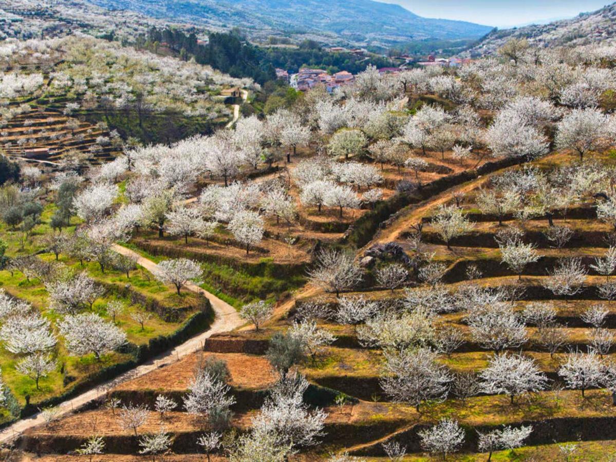 Aroma De Primavera En Casas Rurales Acebuche Casas del Monte ภายนอก รูปภาพ
