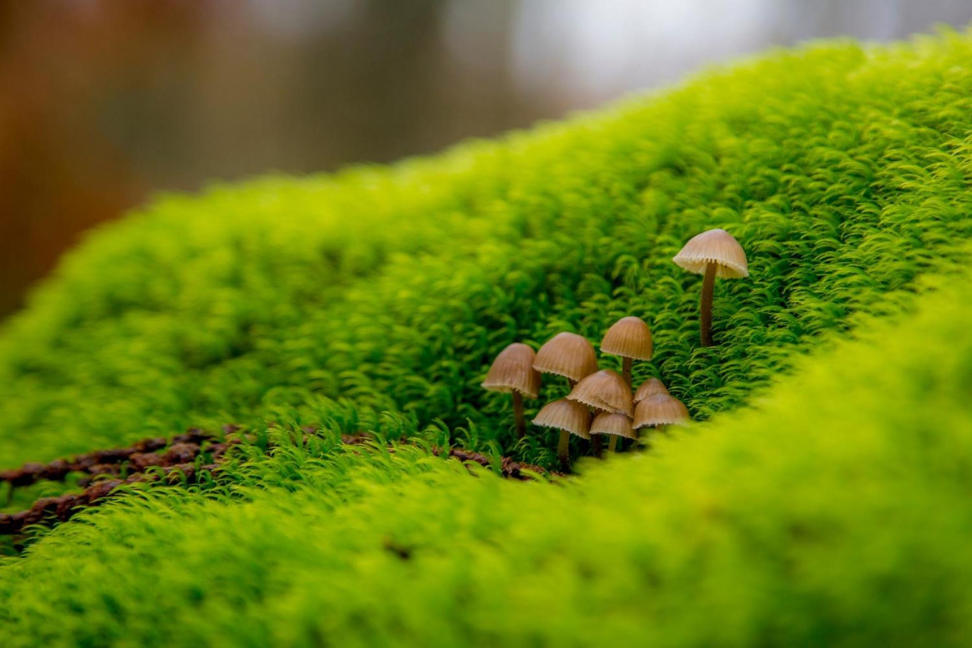 Aroma De Primavera En Casas Rurales Acebuche Casas del Monte ภายนอก รูปภาพ