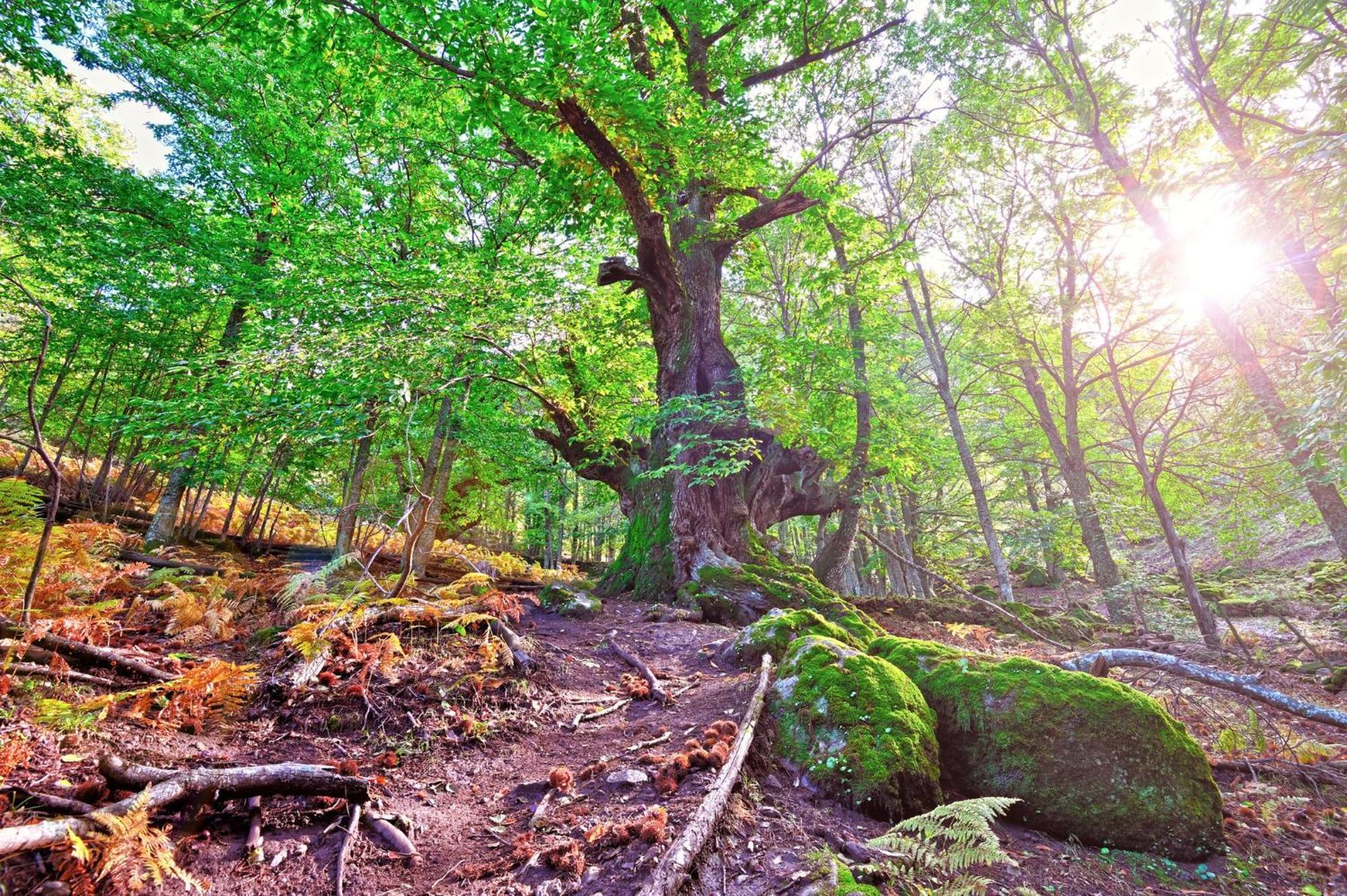 Aroma De Primavera En Casas Rurales Acebuche Casas del Monte ภายนอก รูปภาพ
